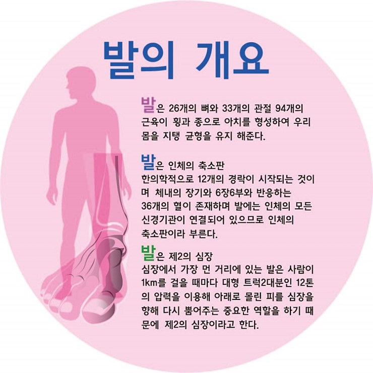 발은 제 2의 심장 발 걸음 발에 대한 개요 기능