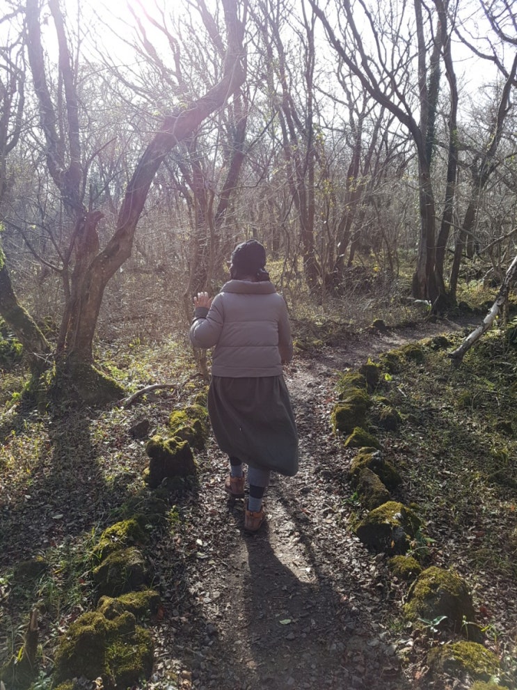 걷기 좋은 교래곶자왈_11월28일