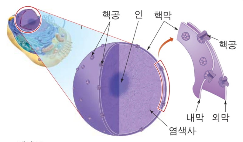 세포의 특징 기능 구조와 세포소기관(핵 미토콘드리아 엽록체의 역할) : 네이버 블로그