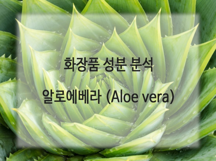  화장품 성분 - 알로에베라 (Aloe vera)