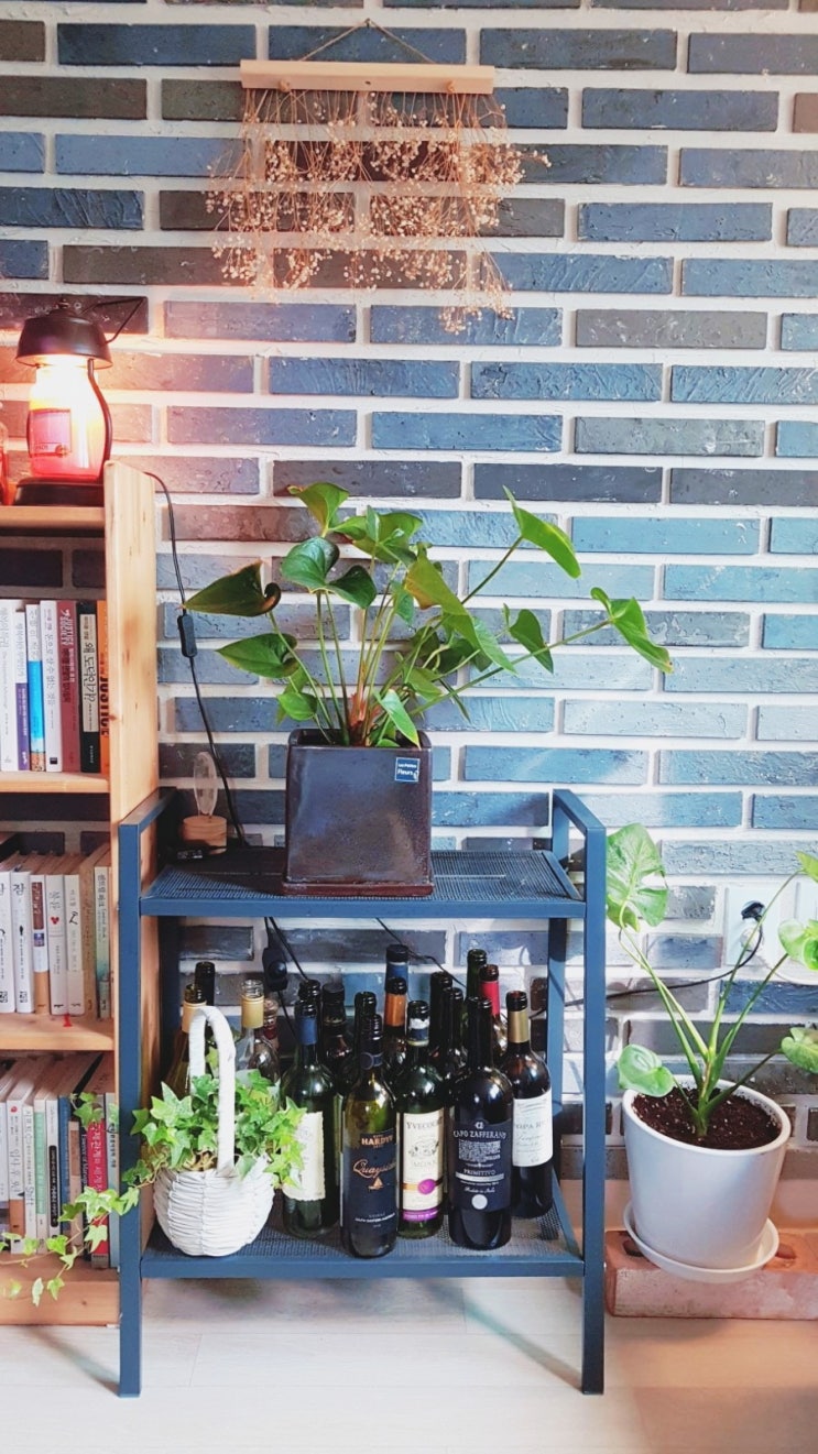  안시리움 키우기