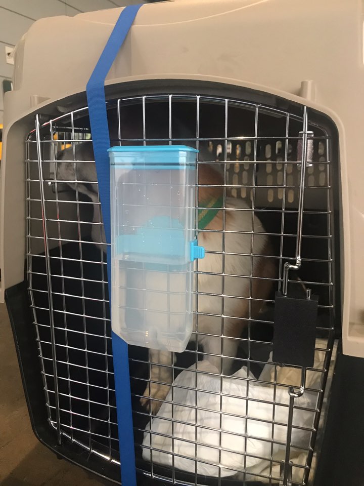 태국 검역 강아지 고양이 동물운송 수화물 규정 태국 검역 강아지 고양이 동물운송 수화물 규정
