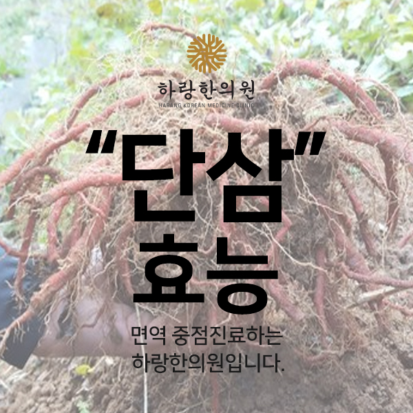  단삼효능에 대해 알아보자!