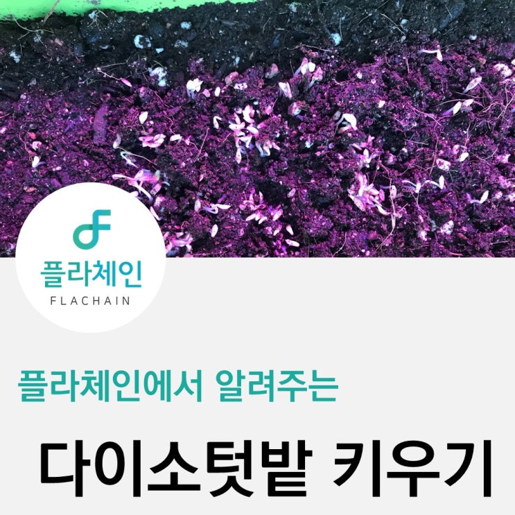 [플라체인] 다이소 텃밭세트 구매 리뷰 2탄