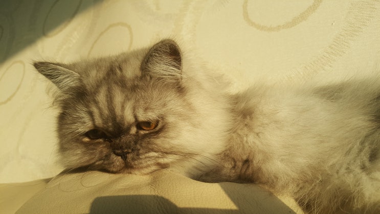  우리집 고양이 포쿠 이타치 어린시절 사진