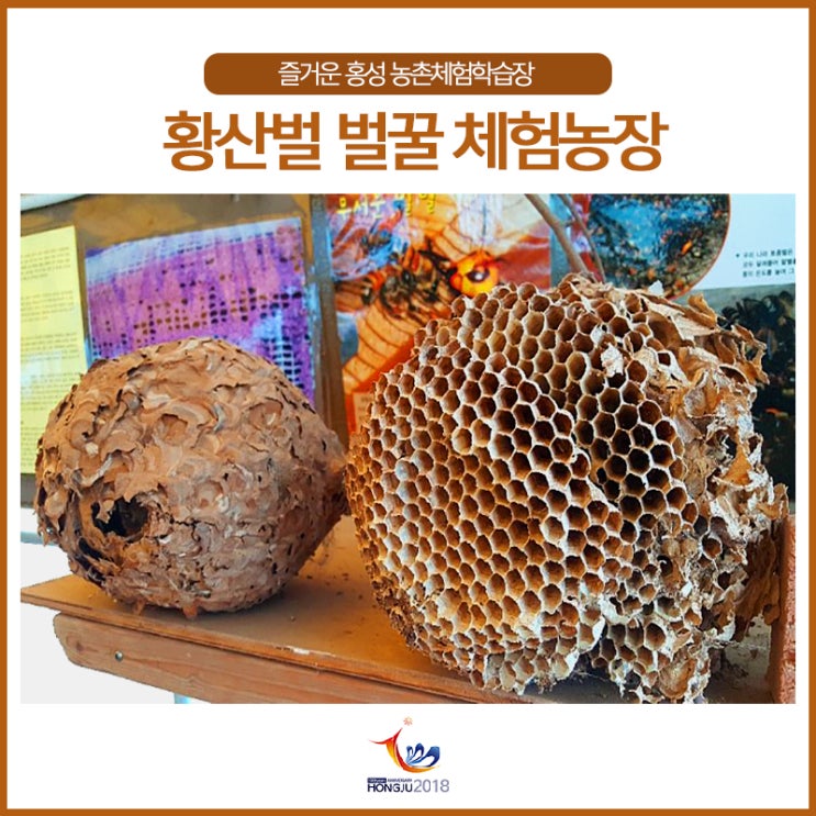 홍성 체험농장- 황산벌 벌꿀 체험농장