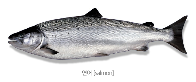  PDRN 통증치료/ 연어주사/ DNA주사