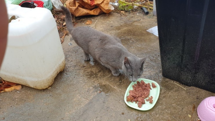  유기묘) 러시안블루 고양이 구조해서 잘 올라오고 있습니다.