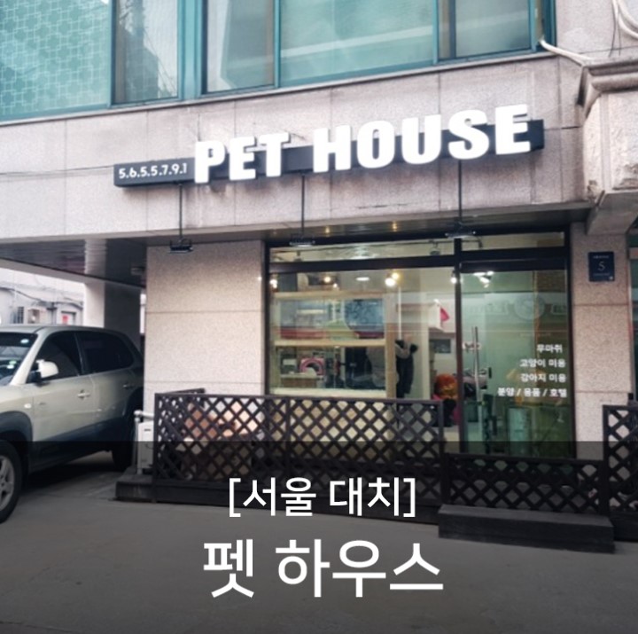  강아지수중런닝머신 '조이풀'ZONE 강남 대치 압구정 펫하우스
