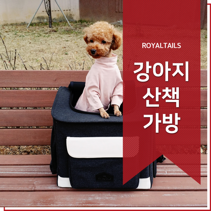  강아지 산책가방 이제 그만 정착하겠어