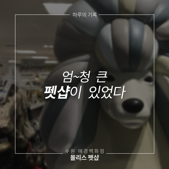  수원 애경백화점 몰리스 펫샵-큰 크기만큼 다양한 용품들이 있었지