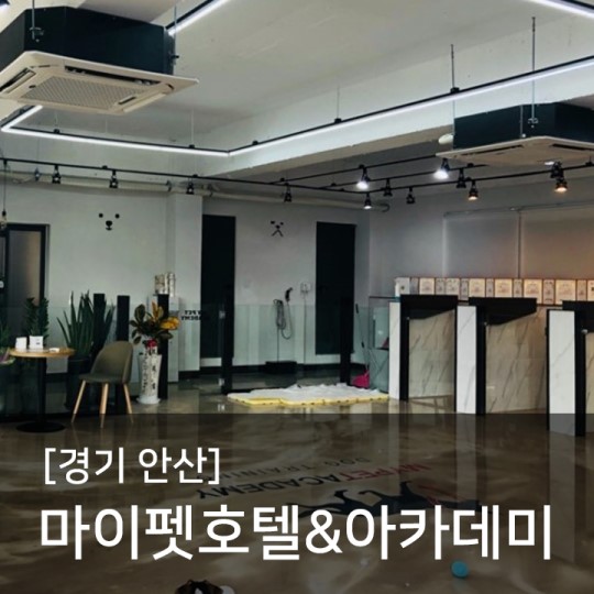 슬개골탈구 수중재활 '조이풀'ZONE 경기 안산 마이펫호텔&아카데미