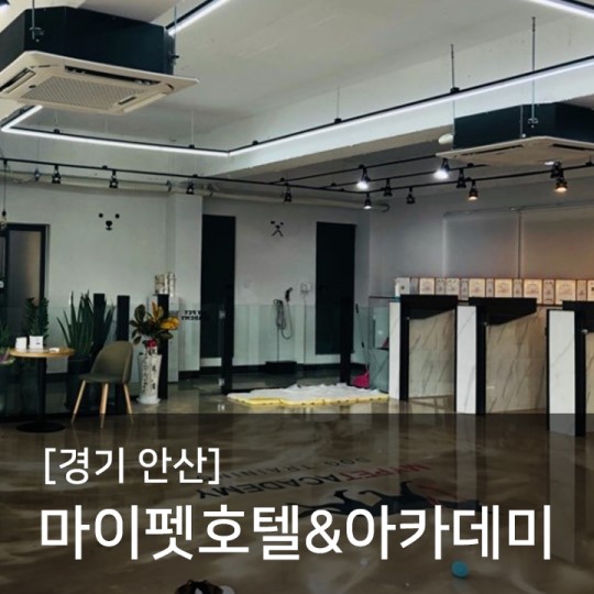  슬개골탈구 수중재활 '조이풀'ZONE 경기 안산 마이펫호텔&아카데미