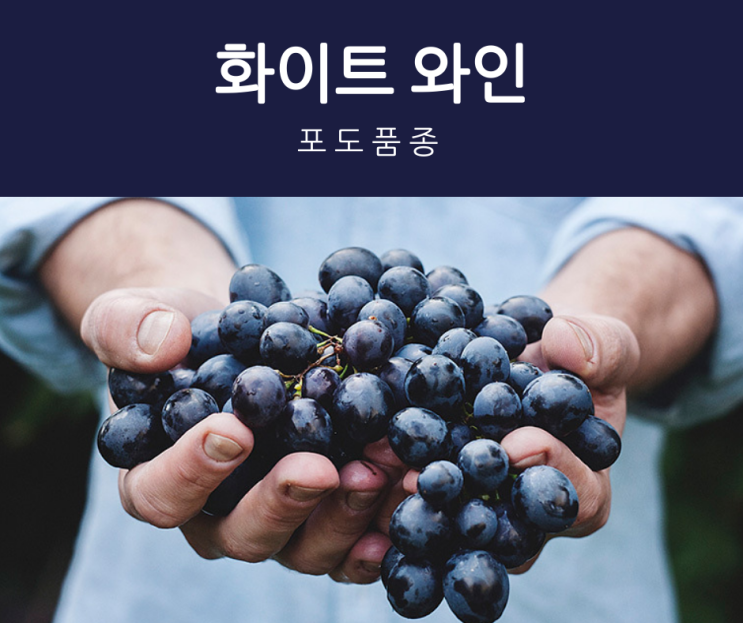  포도의 품종 : 화이트 와인