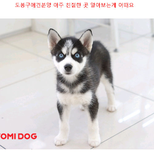  도봉구애견분양 아주 친절한견 곳 알아보는게 어때요