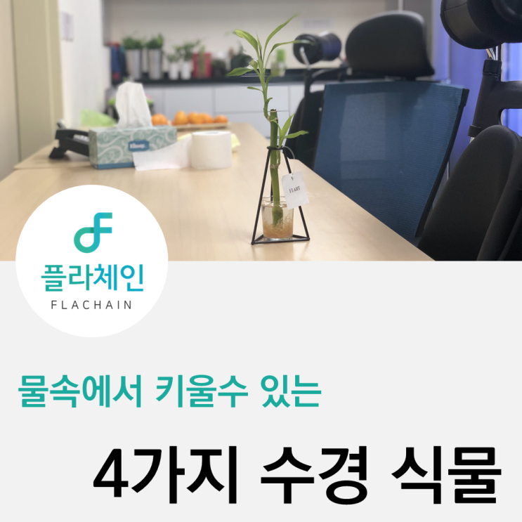  [플라체인] 물속에서 키울수 있는 4가지 수경식물
