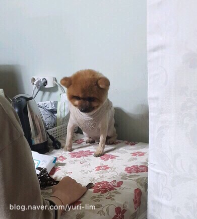  몽이몽이