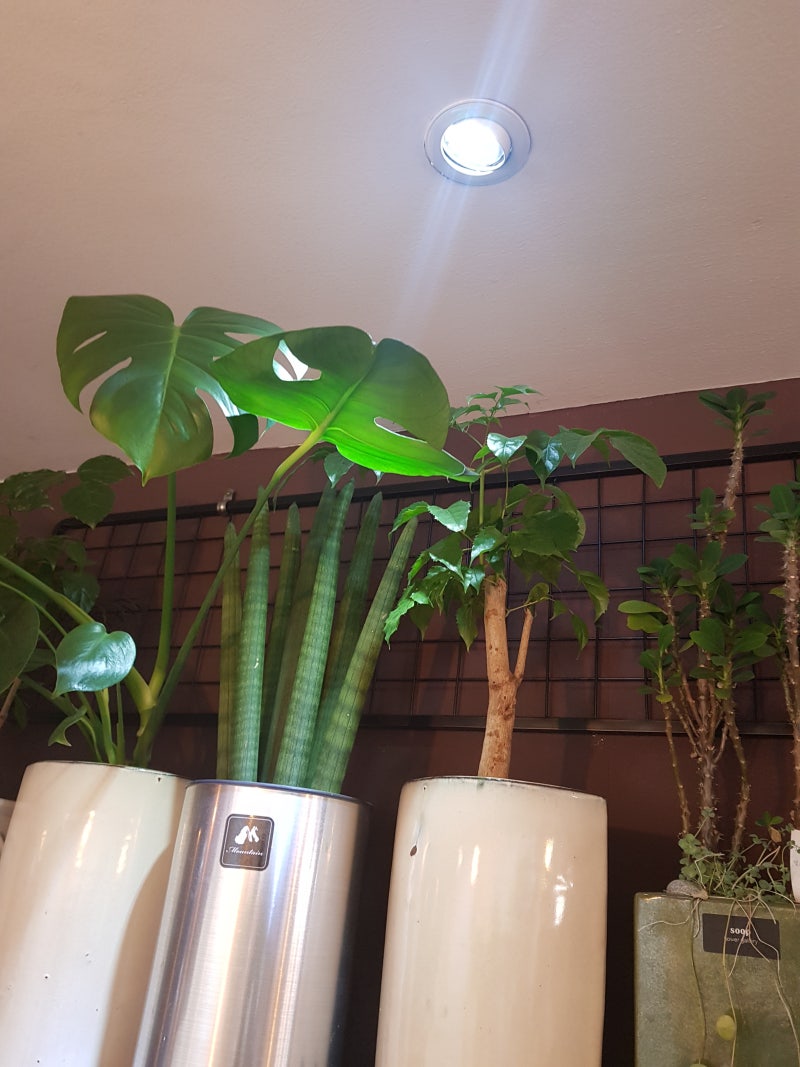 꽃페라의 셀프홈가드닝(49)-겨울철 실내식물관리법 : 네이버 블로그, image size:800x1067