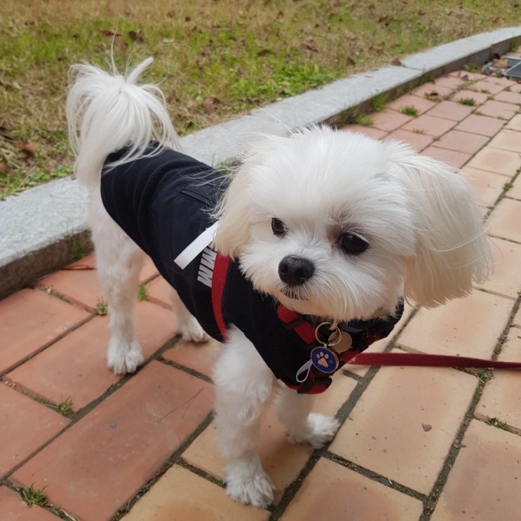  강아지옷 추천! FCMM 후리스 대박 