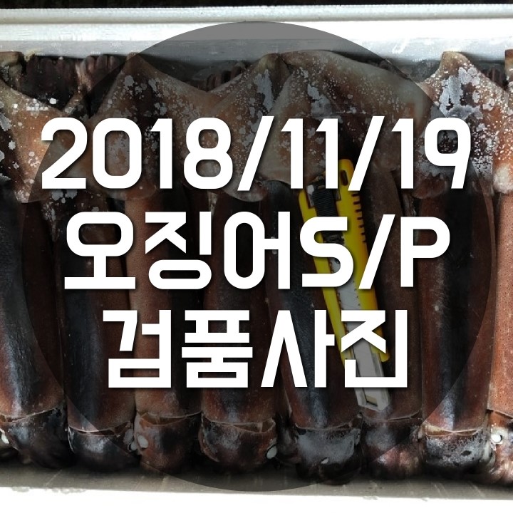  밝은무역 냉동수산물 2018/11/19 오징어 S/P 검품사진
