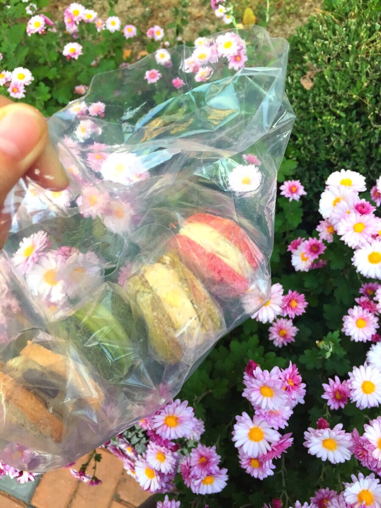  /노원 상계/ 다쿠아즈 맛집, 샛별제과 (특별출현: 길고양이)