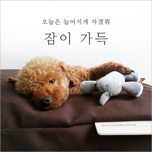  잠이 가득 오늘은 늘어지게 자겠쒀