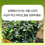  남해에서 만나는 겨울 시금치! 시금치 먹고 비타민, 철분 섭취하세요~