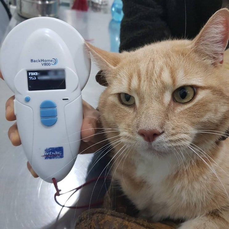 뉴질랜드 고양이 동물 검역 해외운송 준비! 한국에서 뉴질랜드로 출입국 뉴질랜드 고양이 동물 검역 해외운송 준비! 한국에서 뉴질랜드로 출입국