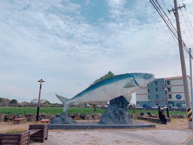  [제주도 방어축제] 모슬포항으로 바람쐬러!!