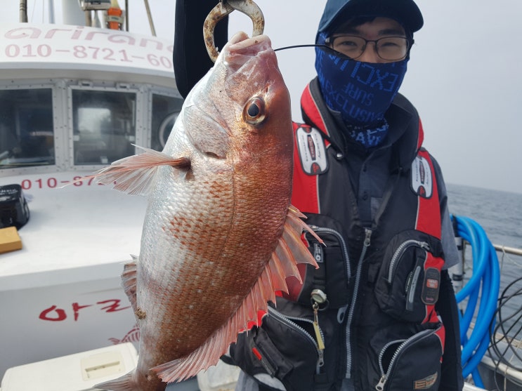  타이라바 조행기 : 참돔잡으려고 왔는데 왜 80cm 광어가 잡히는거져
