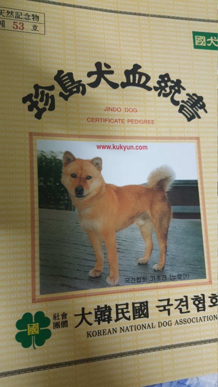  국견협회 혈통  진돗개 범돌