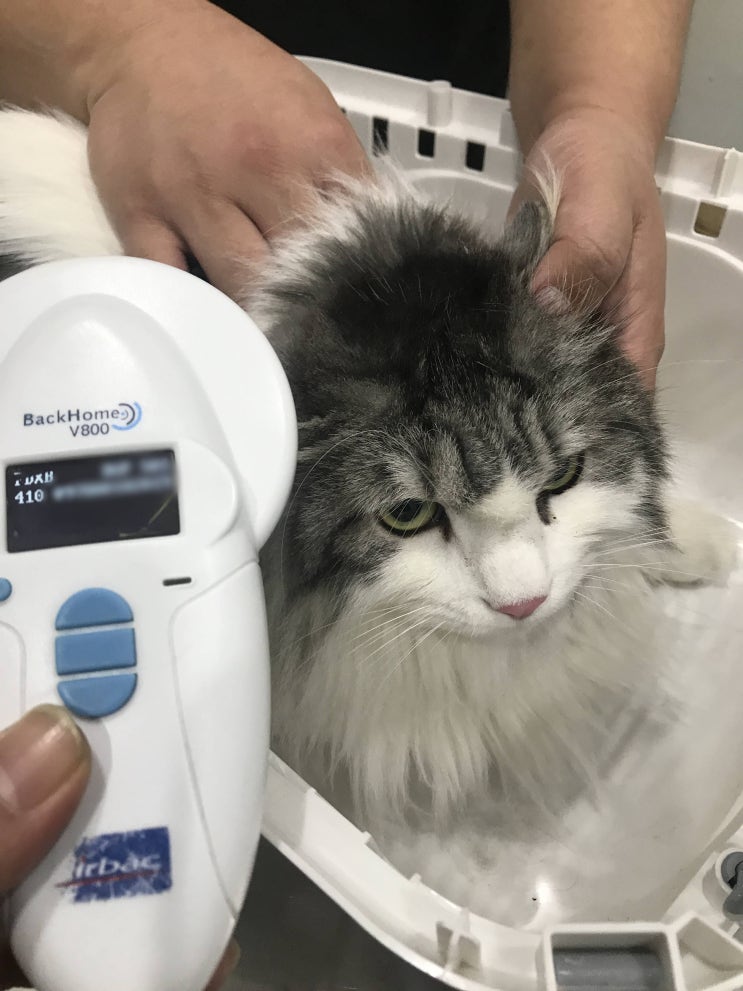 베트남 고양이 검역 이민! 해외 동물 운송 - 노르웨이숲 냥이 비트 베트남 고양이 검역 이민! 해외 동물 운송 - 노르웨이숲 냥이 비트