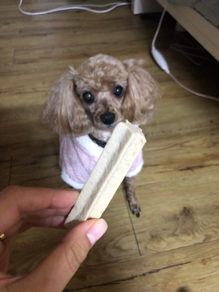  [강아지간식] 입맛까다로운 애완견 강아지 간식, 깨끗한 치아와 뼈건강 간식 스타츄-덴탈 후기