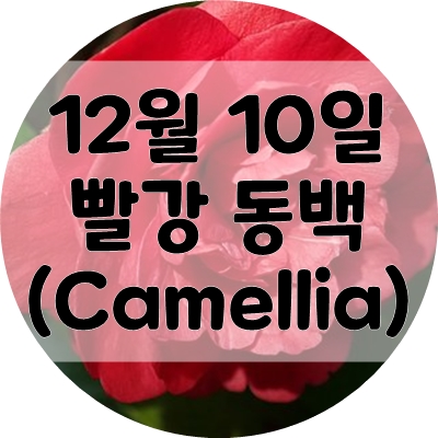  12월 10일 탄생화 / 오늘의 꽃 / 빨강 동백(Camellia) 꽃말