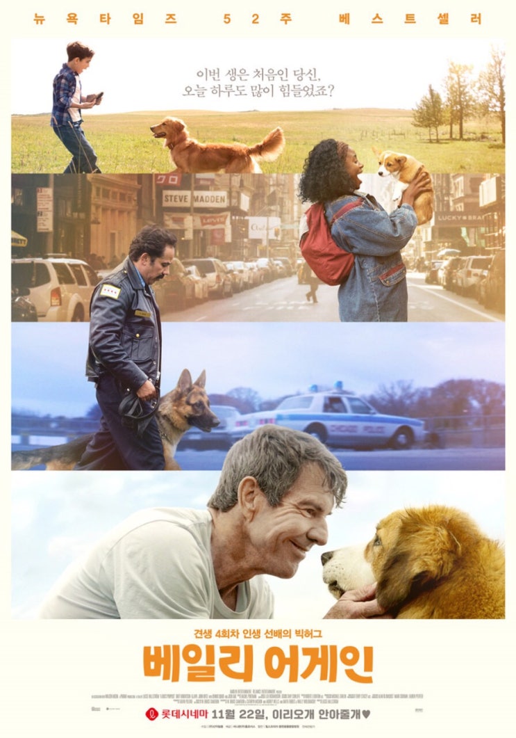 영화 &lt;베일리 어게인&gt; 반려인이라면, 강아지를 좋아한다면 꼭 봐야할 영화/ 12월 영화추천 / 반려견 영화