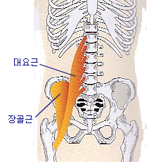 [ 장요근 = 상체와 하체를 연결하는 유일한 근육 ] : 네이버 블로그