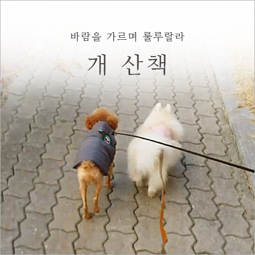  개 산책 바람을 가르며 룰루랄라