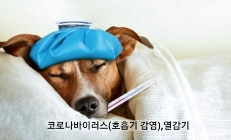  코로나바이러스(호흡기 감염),열감기