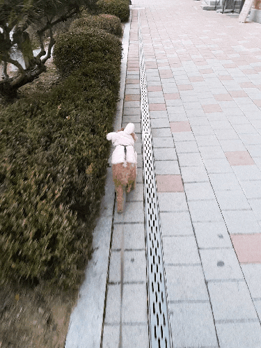  <수원, 광교 맘동물병원> 강아지 예방접종 종류, 시기, 비용