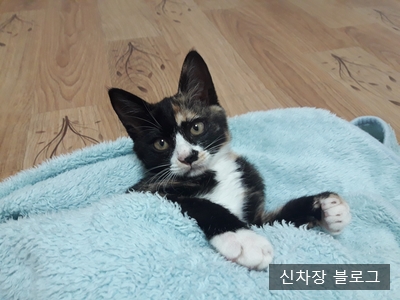  범왕리 길고양이 가족을 소개합니다