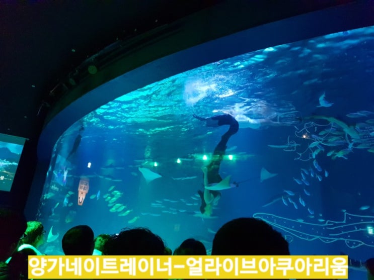  대구 신세계백화점 얼라이브 아쿠아리움 아이와 함께 놀기