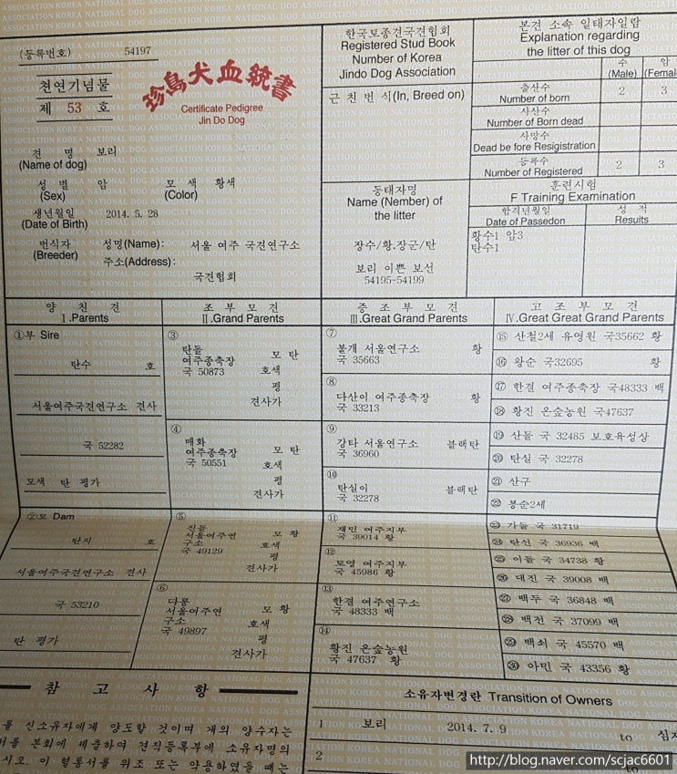  국견협회혈통 충주 진돗개(황구 보리)탄수&탄지혈통