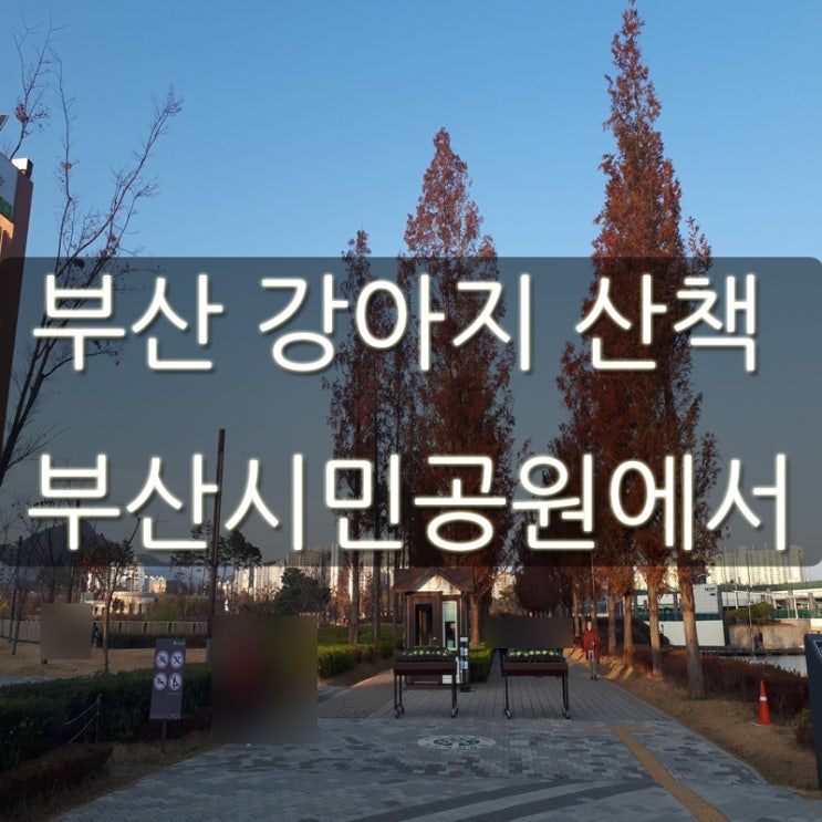 부산 강아지 산책 시민공원에서 달려라!