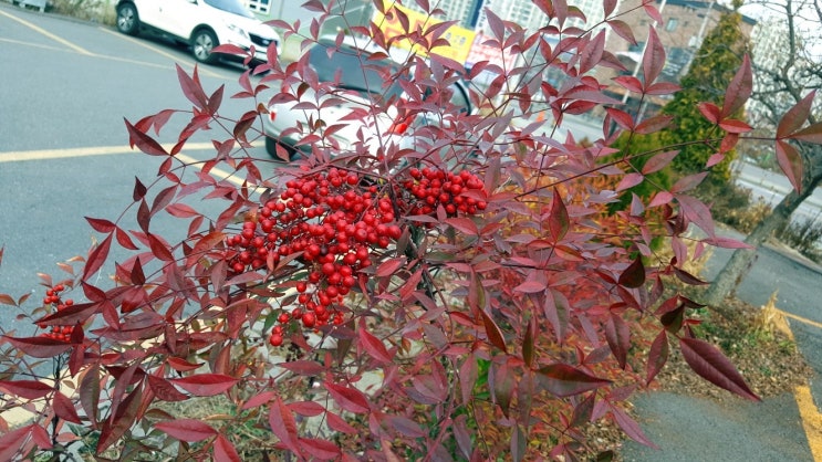겨울에도 붉은 잎과 빨간열매를 뽑내는 남천나무