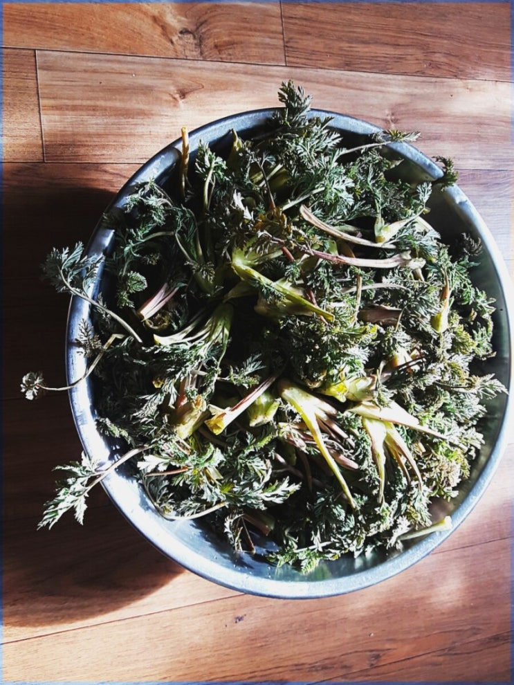  멜라초 먹는 계절 안덕마을 사람들