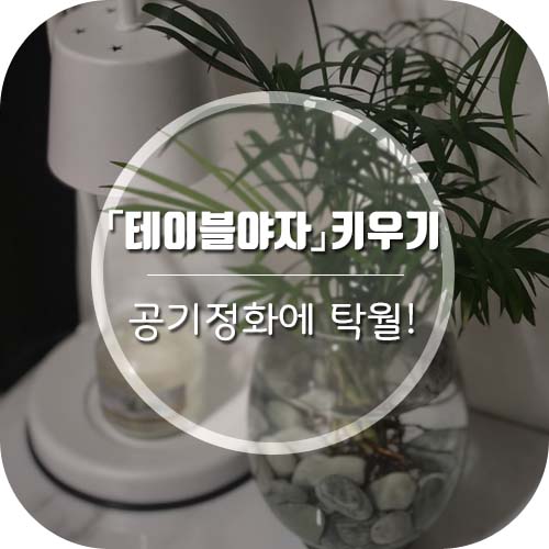 공기정화식물 "테이블야자" 수경재배로 키우기, 가습효과까지~