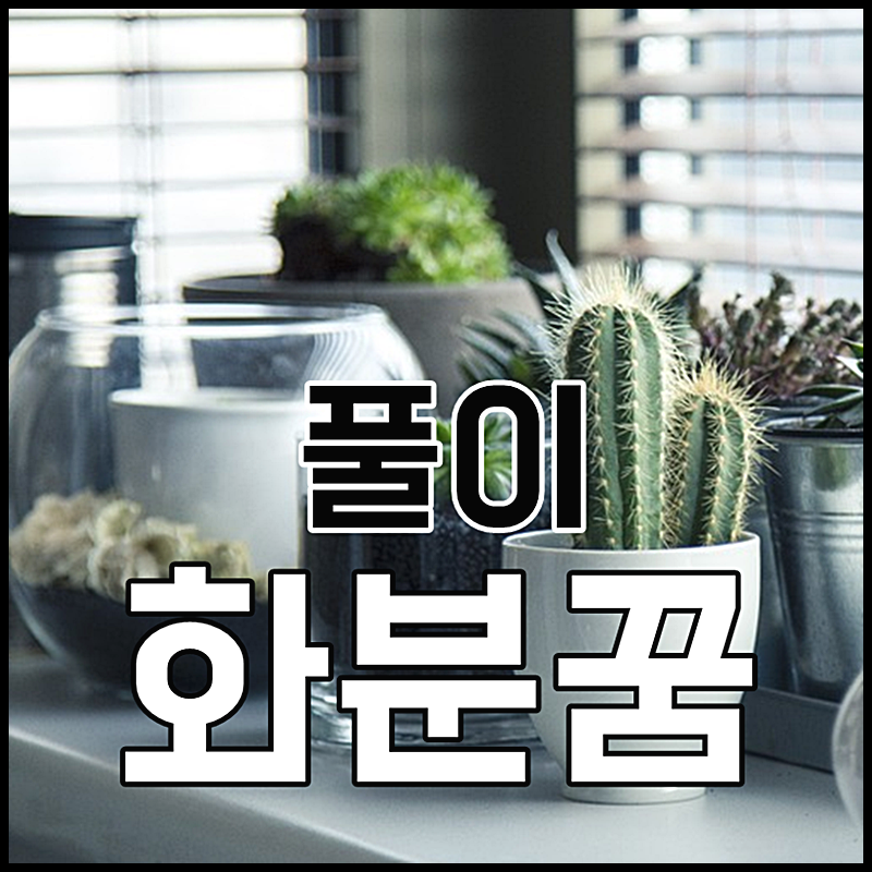 화분깨지는꿈 화분꿈 풀이 알려드려요