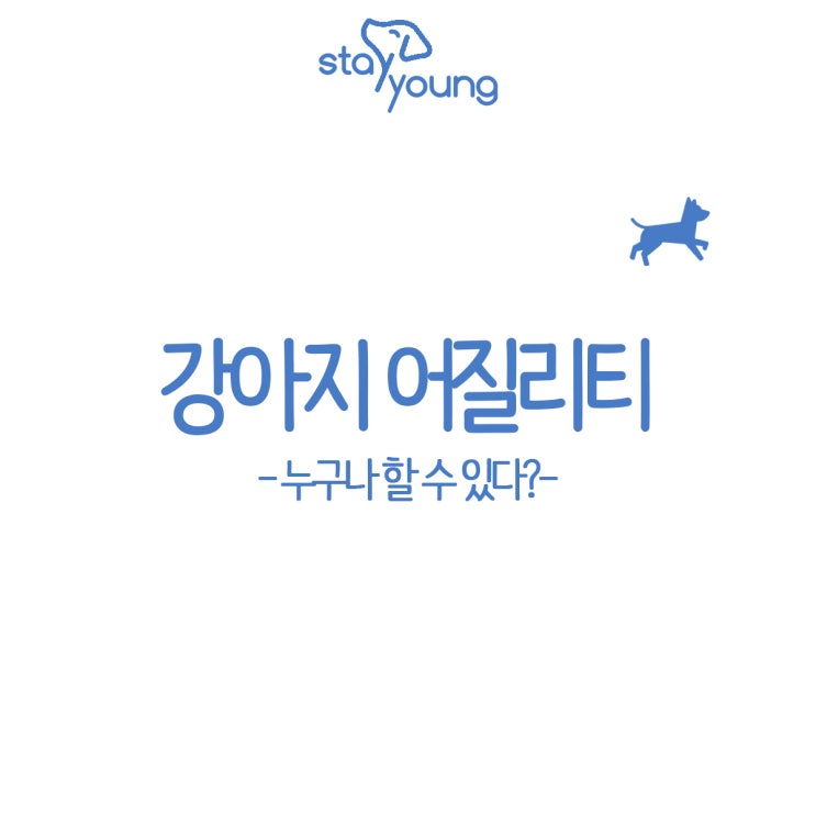  강아지 어질리티 자체대회! 누구나 할 수 있다