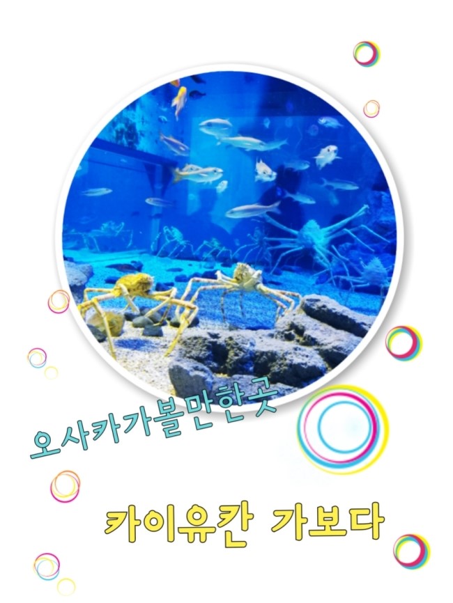  간사이여행 카이유칸다녀오다 #일본아쿠아리움 가족여행에딱!