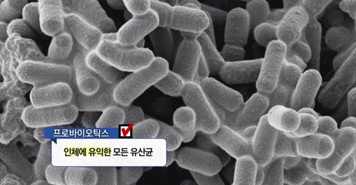 유산균의 종류와 특징 유산균의 종류와 특징